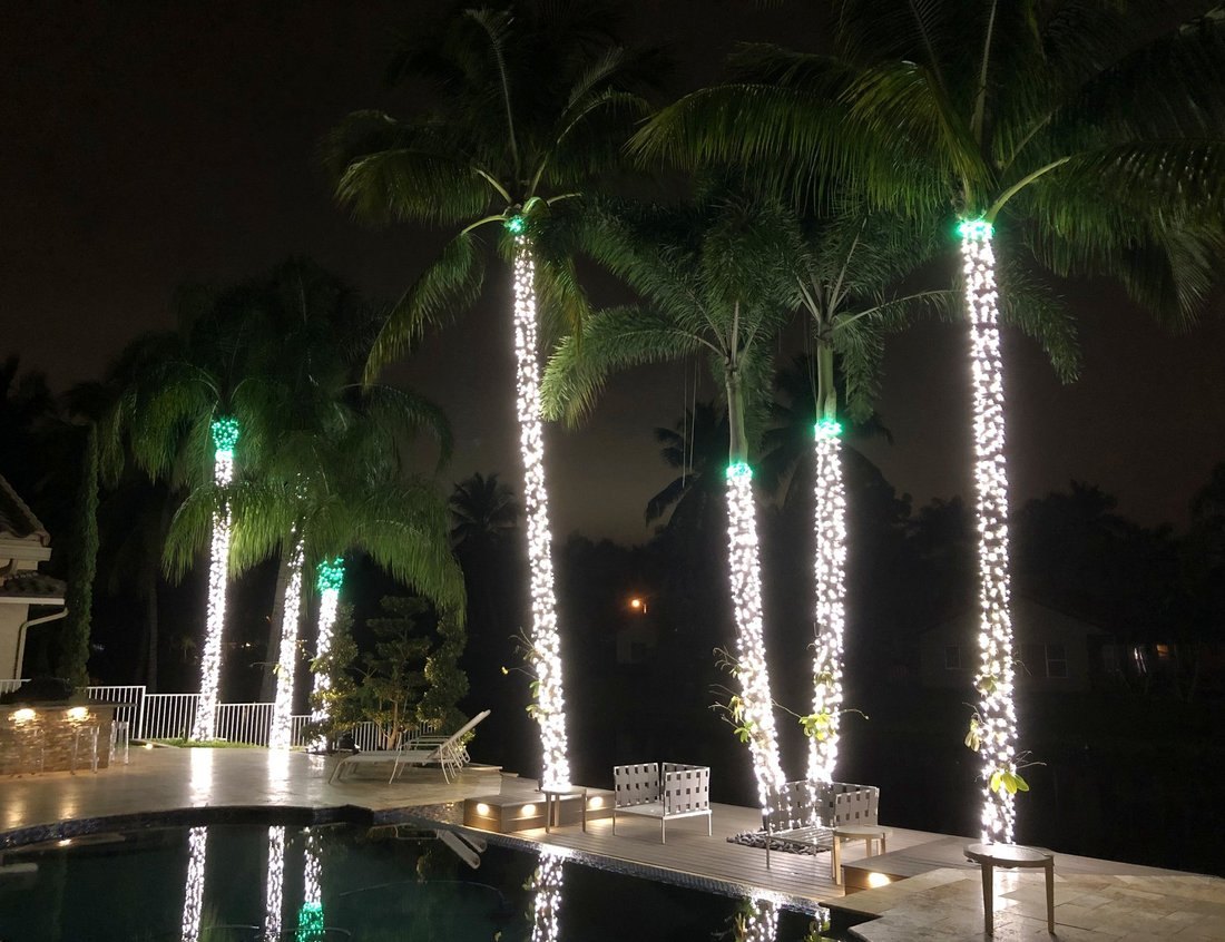 Wide estate driveway lined with wrapped palms and lit landscaping, Clearwater Christmas lighting