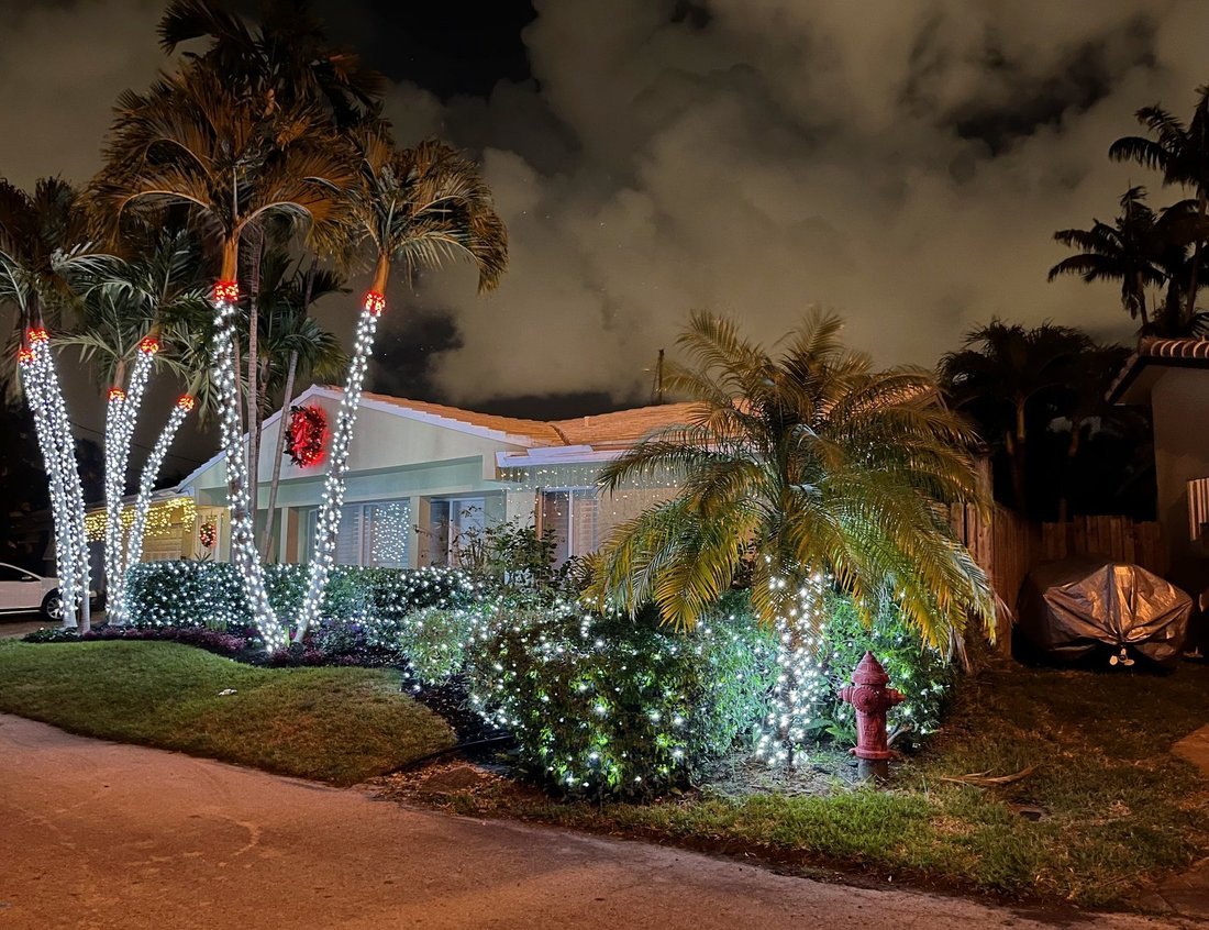 Palm trunk wrapped in red and white lights in close detail, Davis Islands Christmas lighting