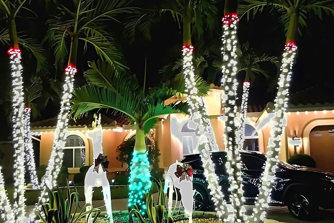 Palms wrapped in white lights with red caps in front of a home at night, Venetian Isles holiday lighting